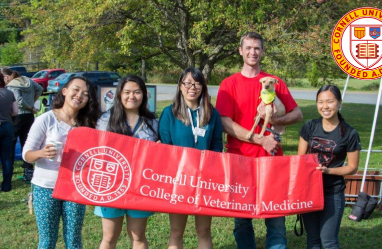 Top Courses at Cornell University: A Pathway to Excellence